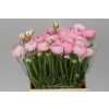 Ranunculus Pink Pale Ex