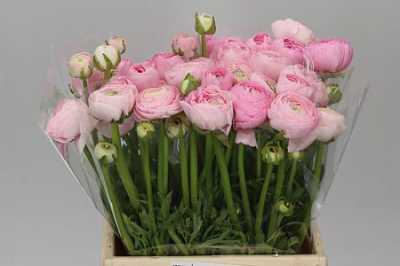 Ranunculus Pink Pale Ex
