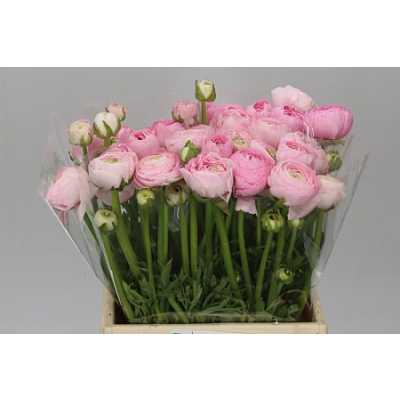 Ranunculus Pink Pale Ex
