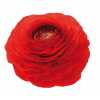 Ranunculus Red
