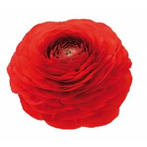 Ranunculus Red