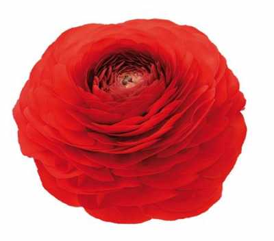 Ranunculus Red