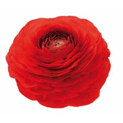 Ranunculus Red