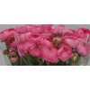 Ranunculus Rose