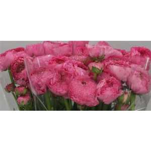 Ranunculus Rose