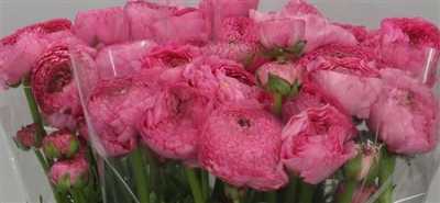 Ranunculus Rose