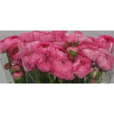 Ranunculus Rose