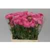 Ranunculus Rose Ex