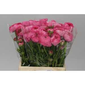 Ranunculus Rose Ex