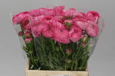 Ranunculus Rose Ex