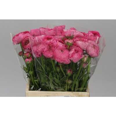 Ranunculus Rose Ex