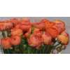 Ranunculus Salmon