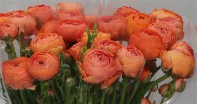 Ranunculus Salmon