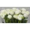 Ranunculus White