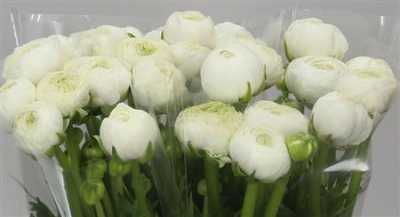 Ranunculus White