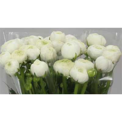 Ranunculus White