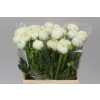 Ranunculus White Ex