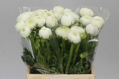Ranunculus White Ex