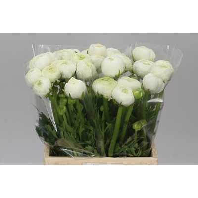 Ranunculus White Ex