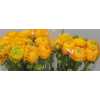 Ranunculus Yellow