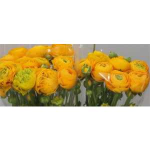 Ranunculus Yellow