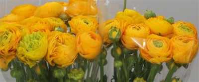 Ranunculus Yellow