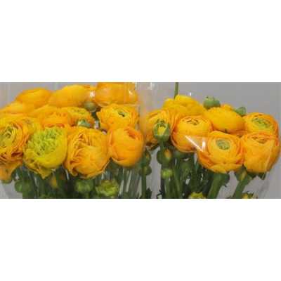 Ranunculus Yellow