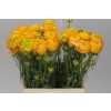 Ranunculus Yellow Ex