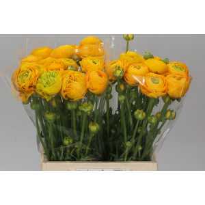 Ranunculus Yellow Ex