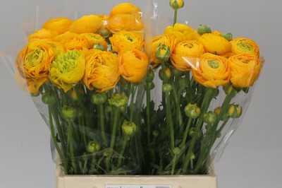 Ranunculus Yellow Ex