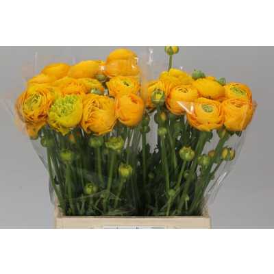 Ranunculus Yellow Ex