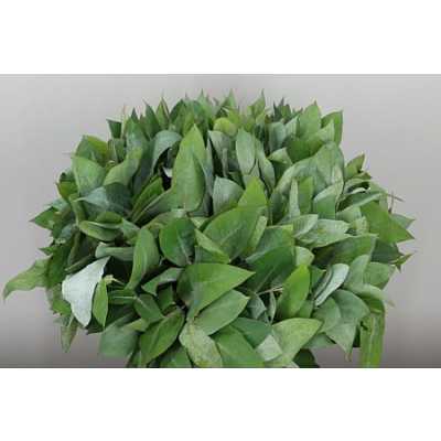 Robusta X 15