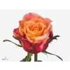 Rosa Gr 3d