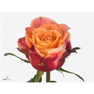 Rosa Gr 3d