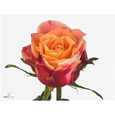 Rosa Gr 3d