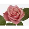 Rosa Gr Adele