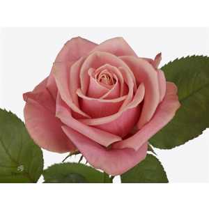 Rosa Gr Adele