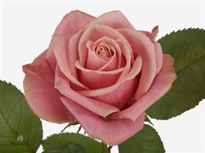 Rosa Gr Adele