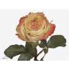 Rosa Gr Adventure