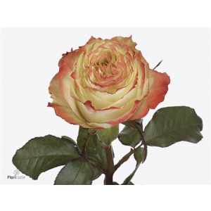 Rosa Gr Adventure