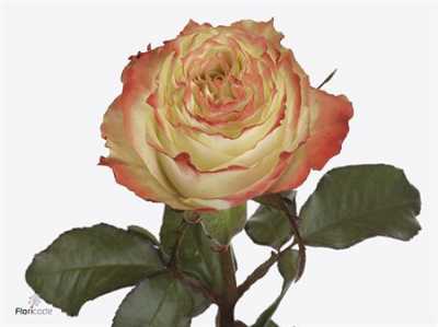Rosa Gr Adventure