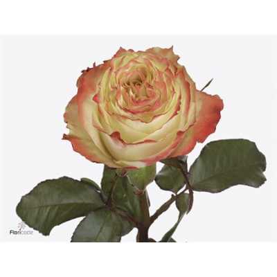 Rosa Gr Adventure