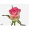 Rosa Gr African Jewel