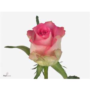Rosa Gr African Jewel