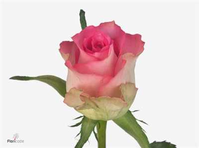 Rosa Gr African Jewel