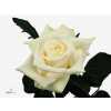 Rosa Gr Akito