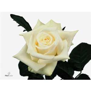 Rosa Gr Akito