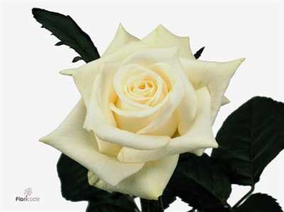 Rosa Gr Akito