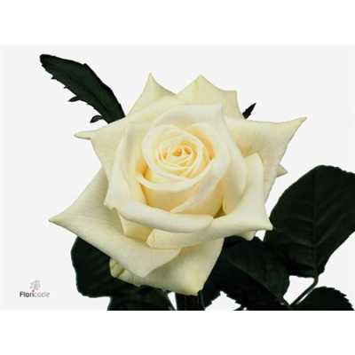 Rosa Gr Akito