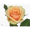 Rosa Gr Alchemy